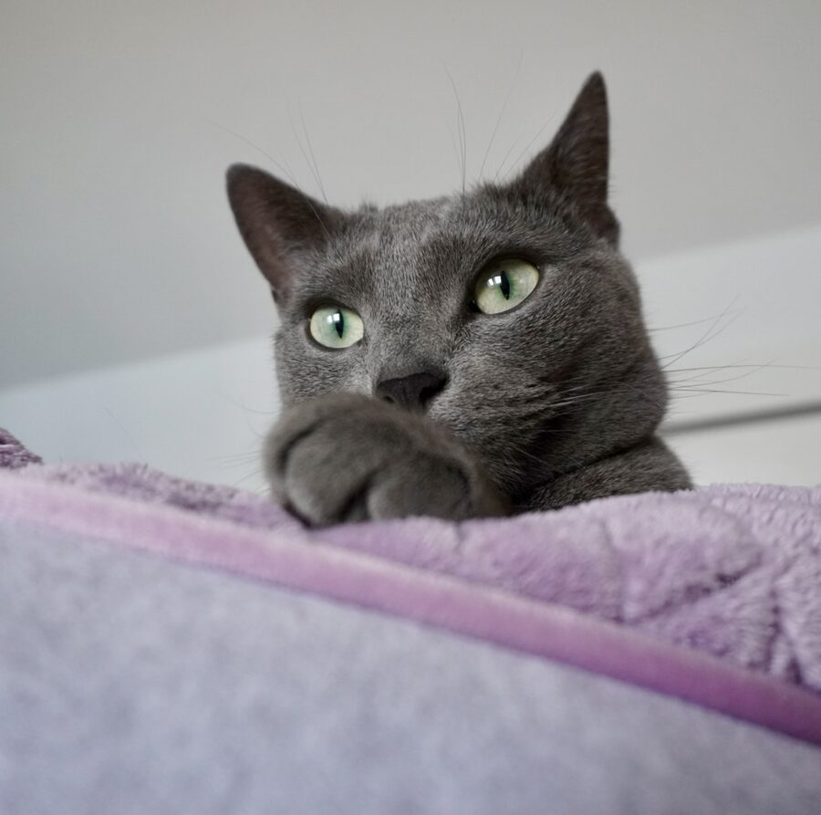 Nala lugt mit großen grünen Augen über eine fliederfarbene Decke