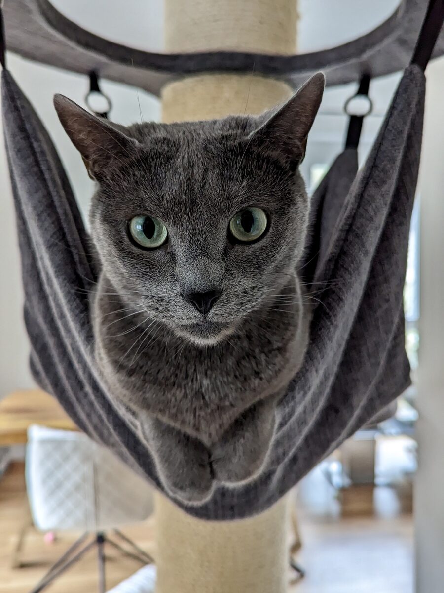 Nala in ihrer Hängematte, die Pfötchen lugen unten hervor