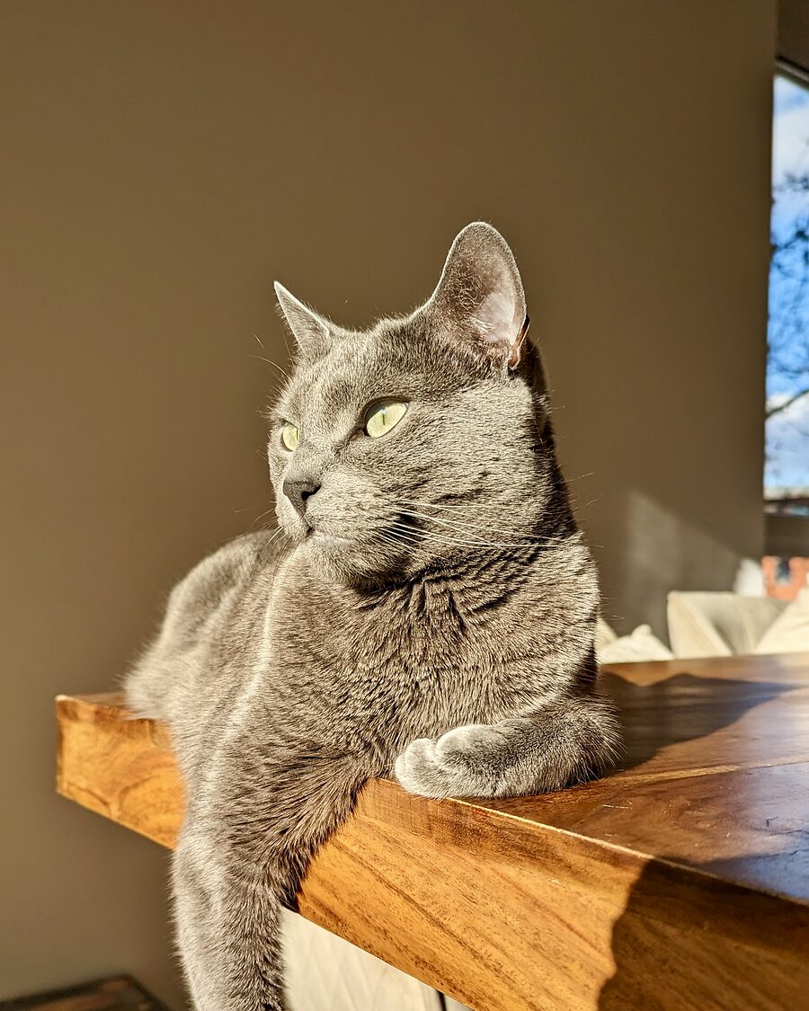 Nala liegt entspannt auf einem Holztisch in der warmen Abendsonne