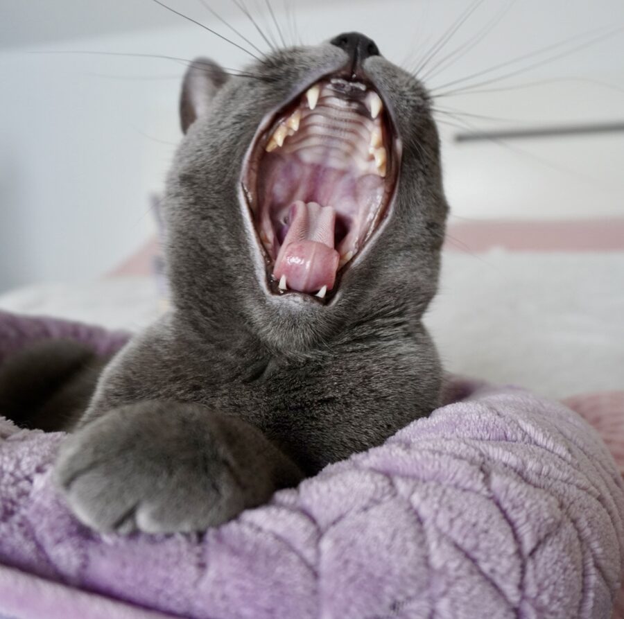 Nala gähnt herzhaft in ihrem flauschigen Körbchen
